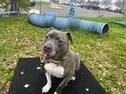 Enlarge Tank, a Adoptable mixed breed in Roseville, CA image 2/2