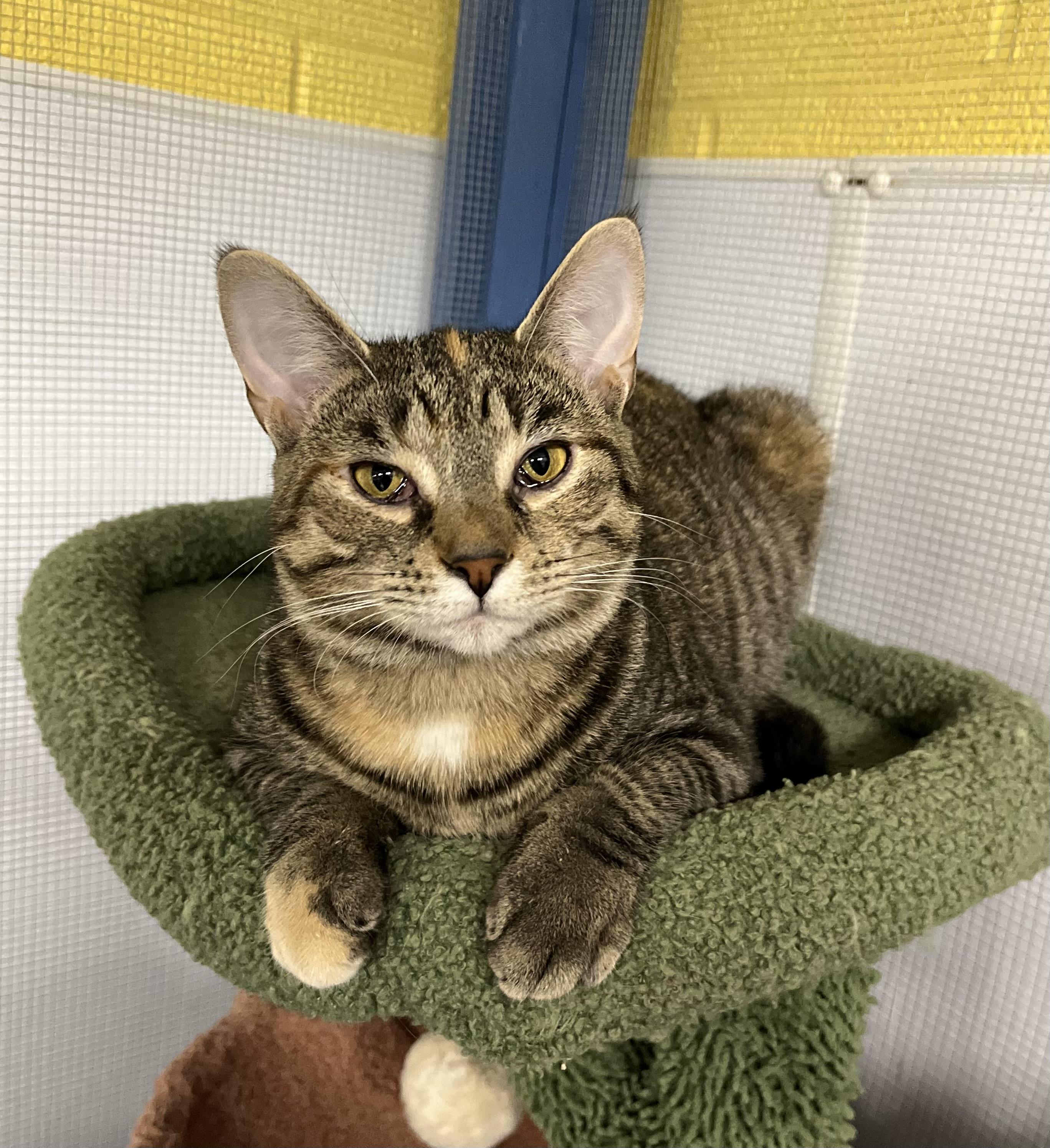 Cindy, Adoptable, Young Female Domestic Short Hair.