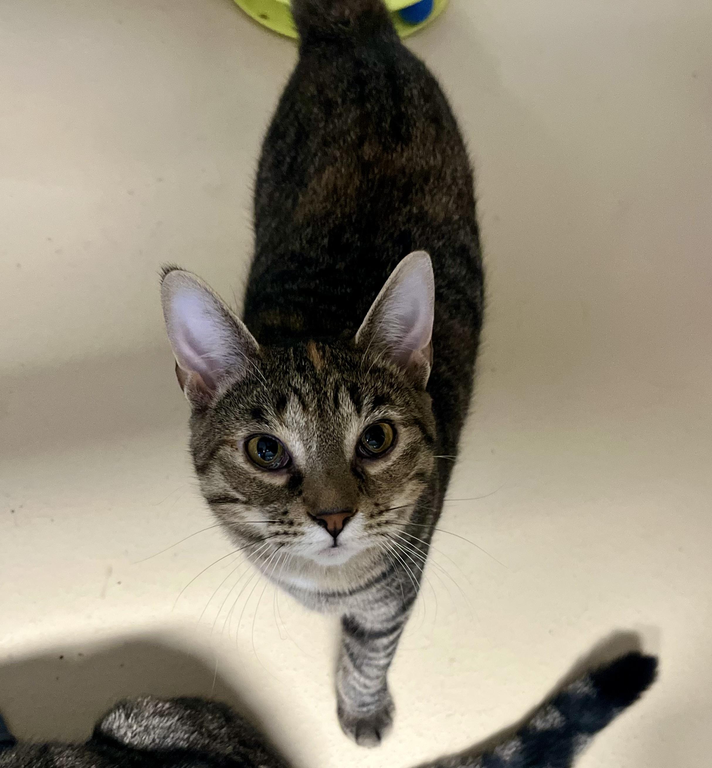 Enlarge Cindy, a Adoptable Domestic Short Hair in Seville, OH image 2/2