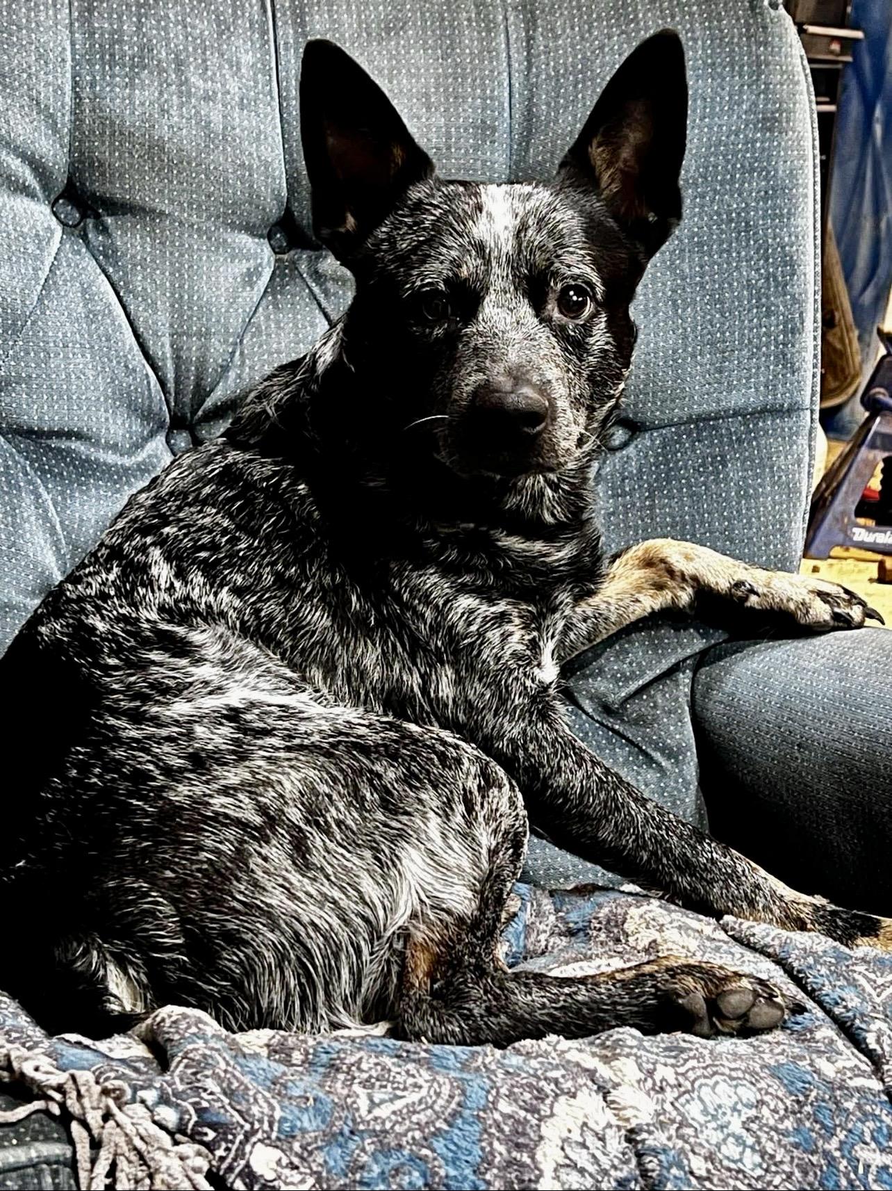 Enlarge Blue, a ADOPTABLE Australian Cattle Dog / Blue Heeler in St. Ignace, MI image 2/6