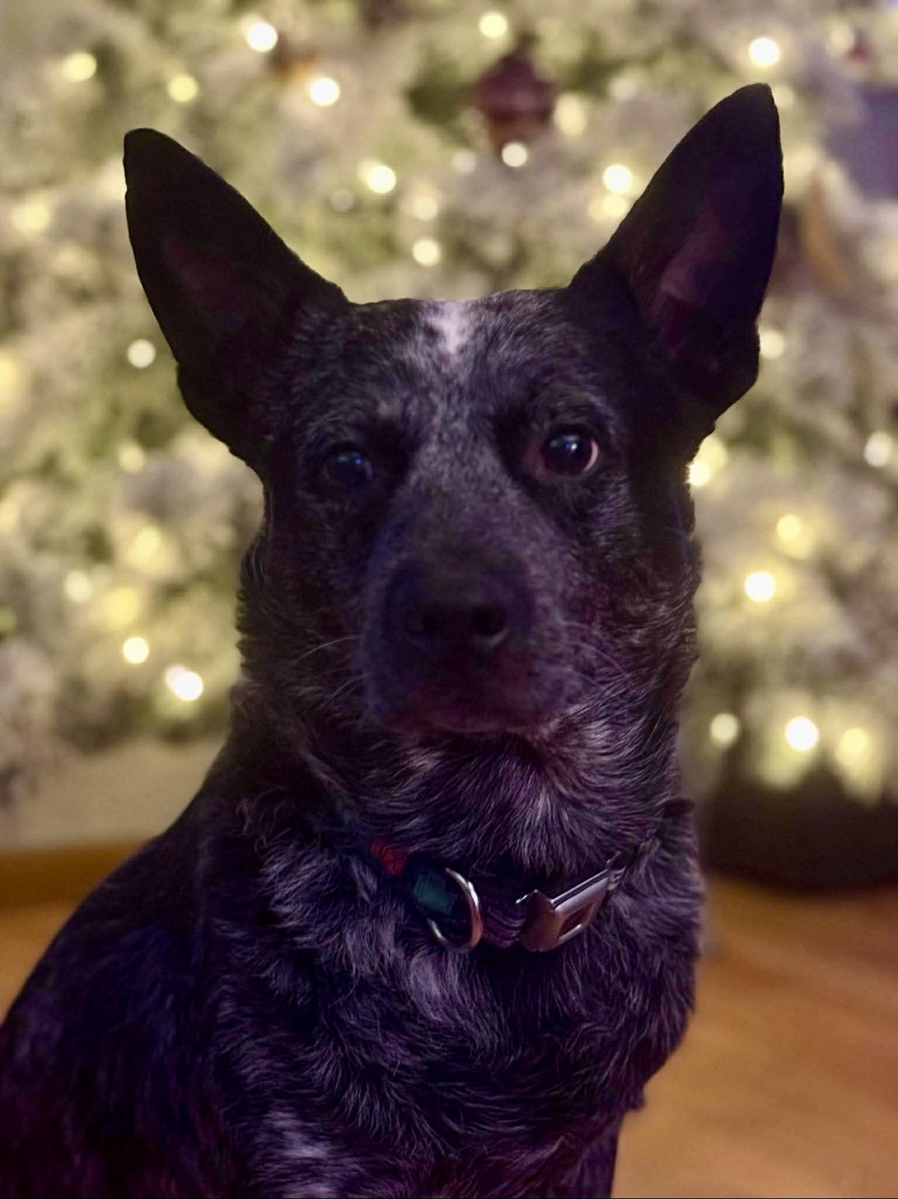 Enlarge Blue, a ADOPTABLE Australian Cattle Dog / Blue Heeler in St. Ignace, MI image 6/6