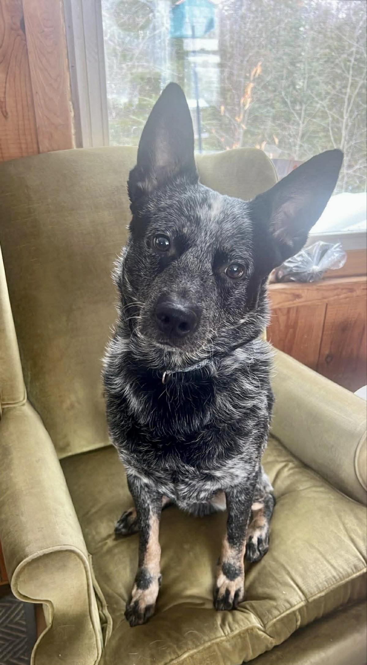 Enlarge Blue, a ADOPTABLE Australian Cattle Dog / Blue Heeler in St. Ignace, MI image 4/6