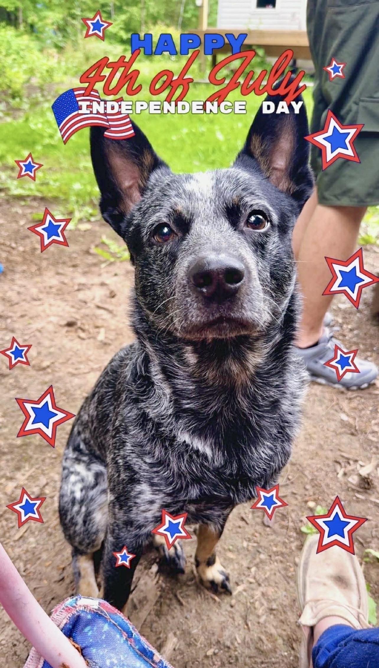 Enlarge Blue, a ADOPTABLE Australian Cattle Dog / Blue Heeler in St. Ignace, MI image 3/6