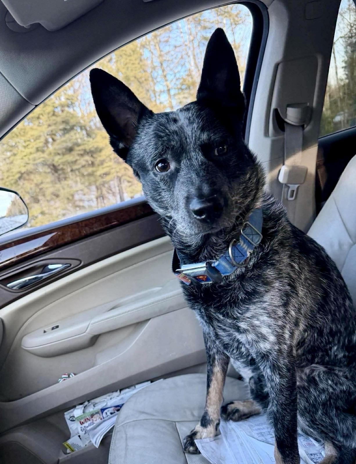 Enlarge Blue, a ADOPTABLE Australian Cattle Dog / Blue Heeler in St. Ignace, MI image 1/6