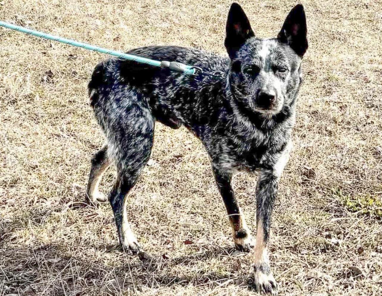 Enlarge Blue, a ADOPTABLE Australian Cattle Dog / Blue Heeler in St. Ignace, MI image 2/3