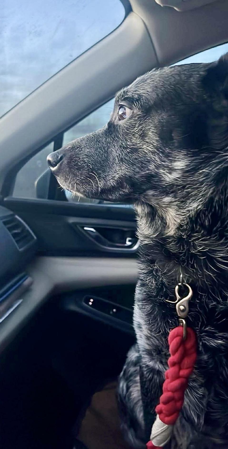 Enlarge Blue, a ADOPTABLE Australian Cattle Dog / Blue Heeler in St. Ignace, MI image 5/6