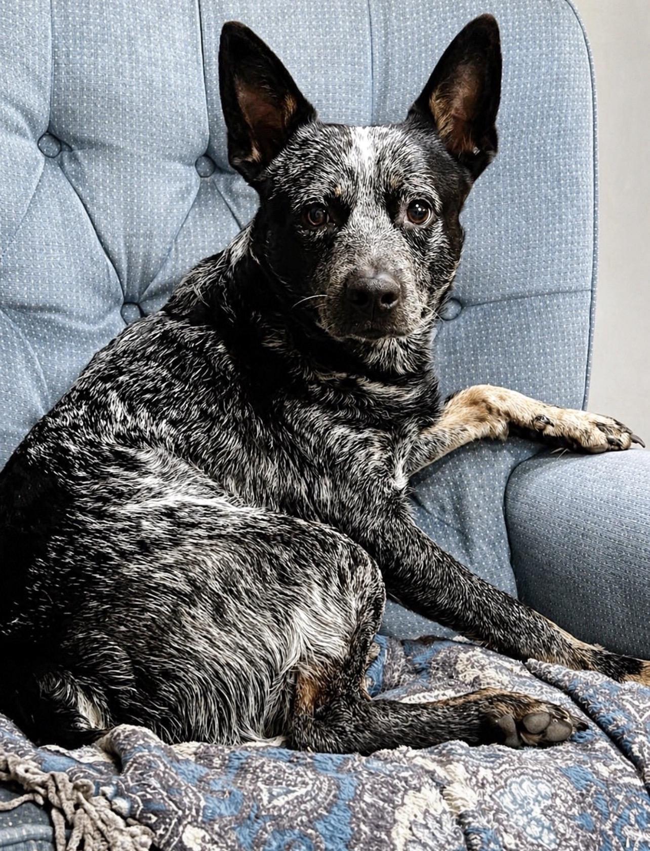 Blue, ADOPTABLE, Adult Male Australian Cattle Dog / Blue Heeler.