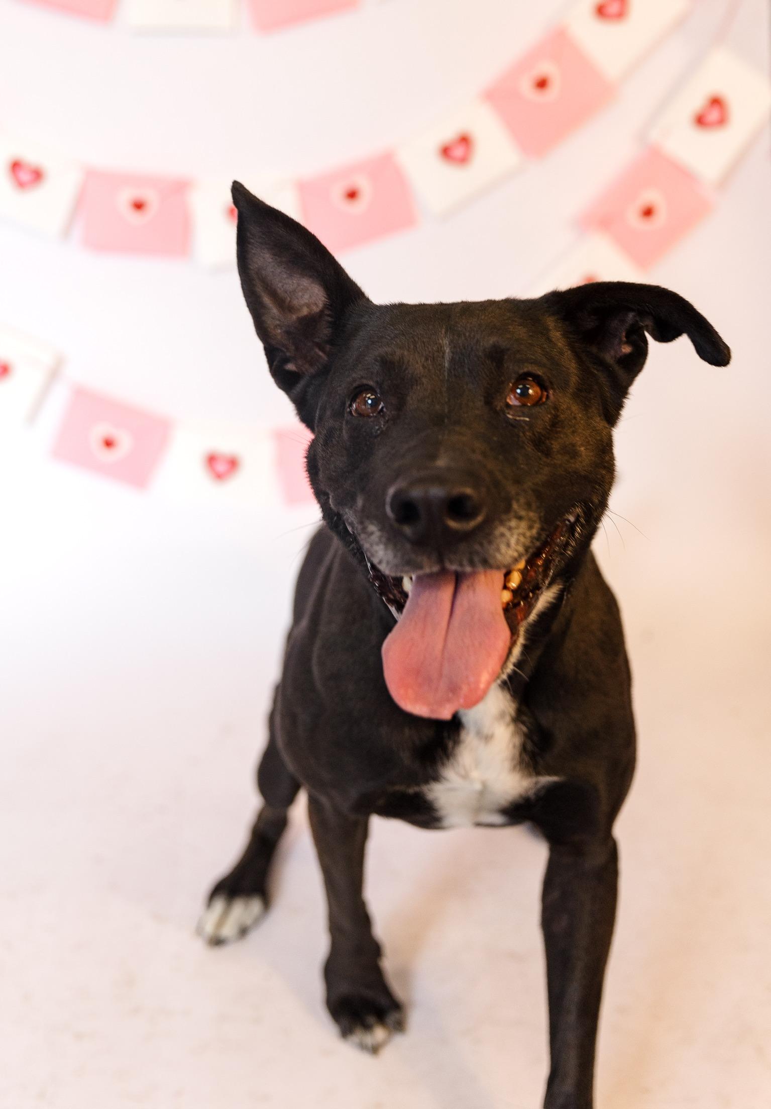 Enlarge Zoey, a Adoptable mixed breed in Los Angeles , CA image 1/6