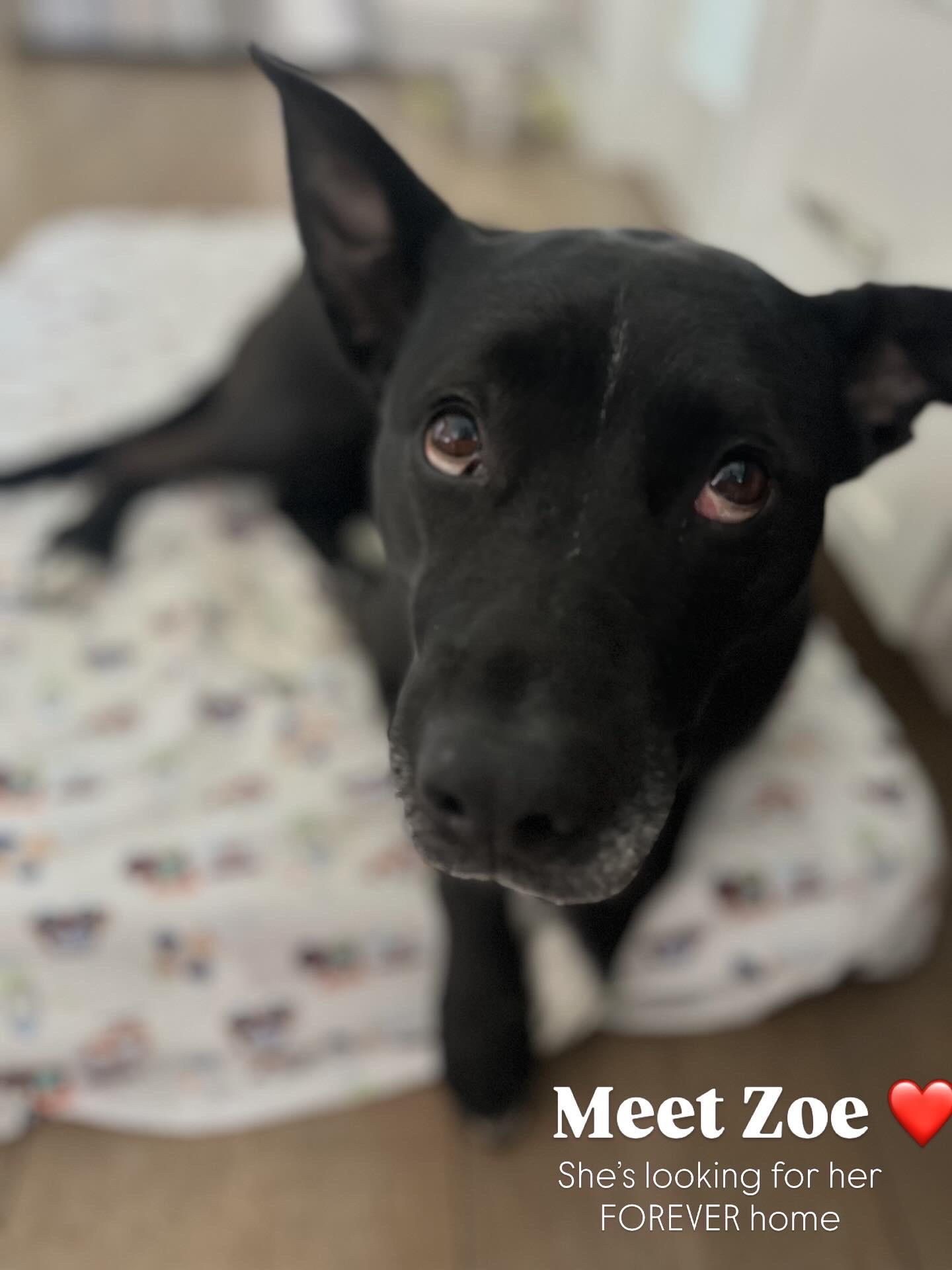 Enlarge Zoey, a Adoptable mixed breed in Los Angeles , CA image 6/6