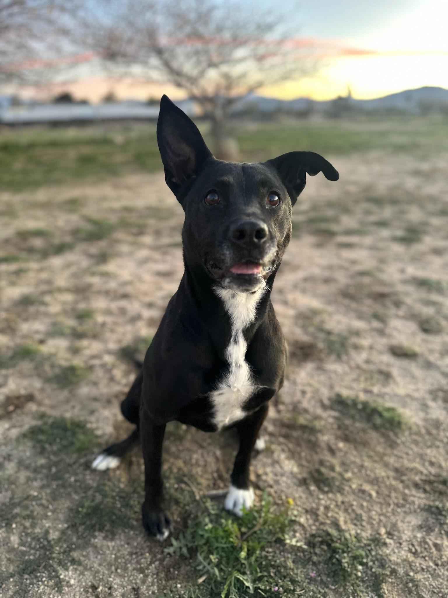 Enlarge Zoey, a Adoptable mixed breed in Los Angeles , CA image 4/6