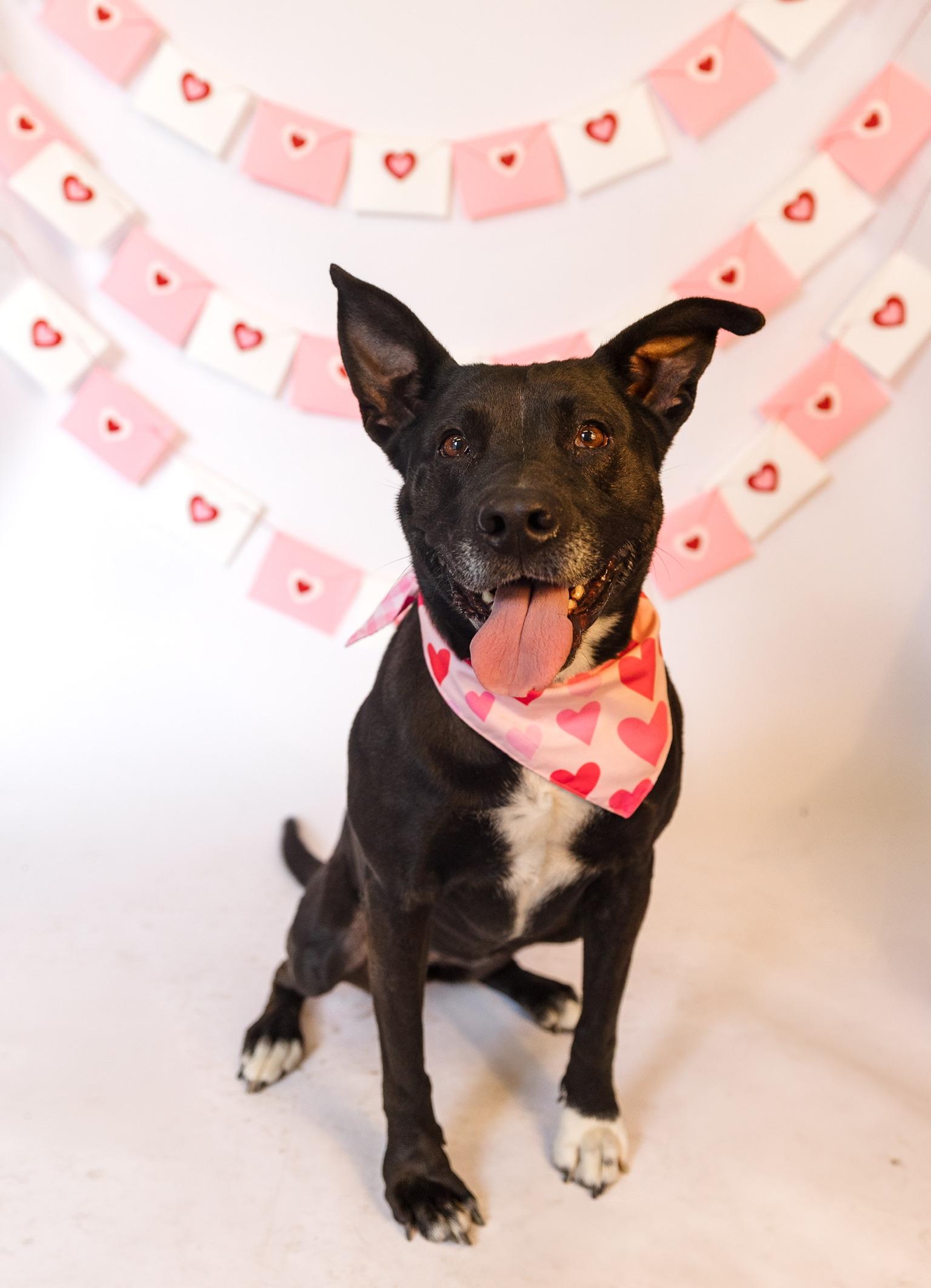 Enlarge Zoey, a Adoptable mixed breed in Los Angeles , CA image 5/6