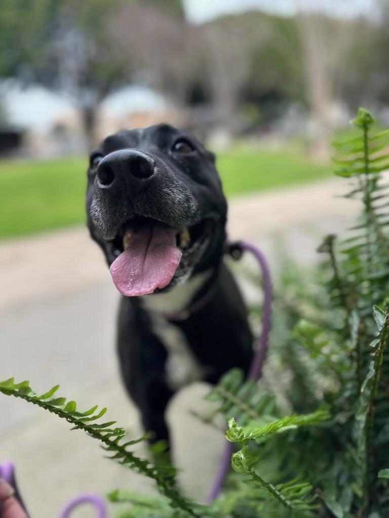 Enlarge Zoey, a Adoptable mixed breed in Los Angeles , CA image 2/6