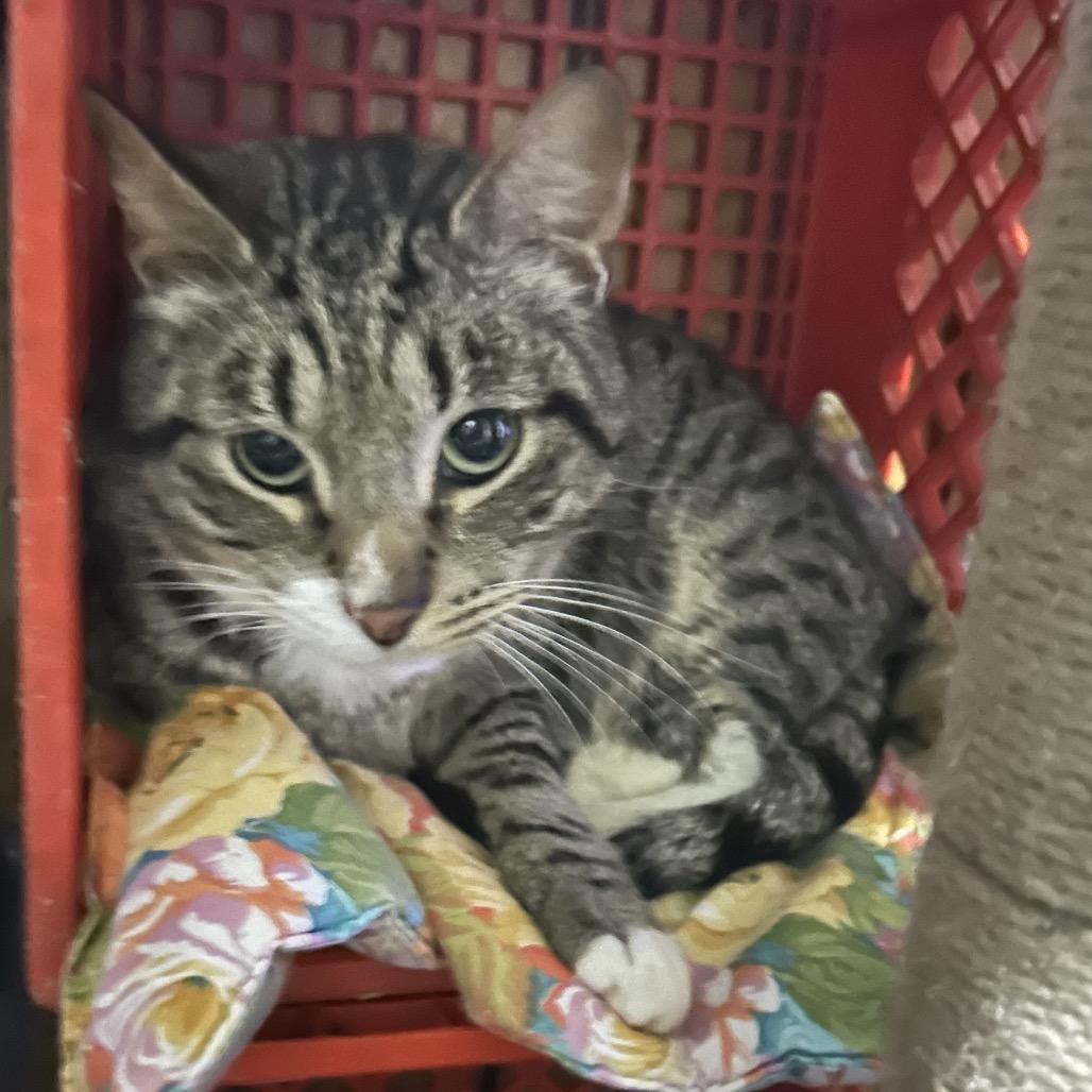 Maple, an adoptable Domestic Short Hair in Veneta, OR, 97487 | Photo Image 1