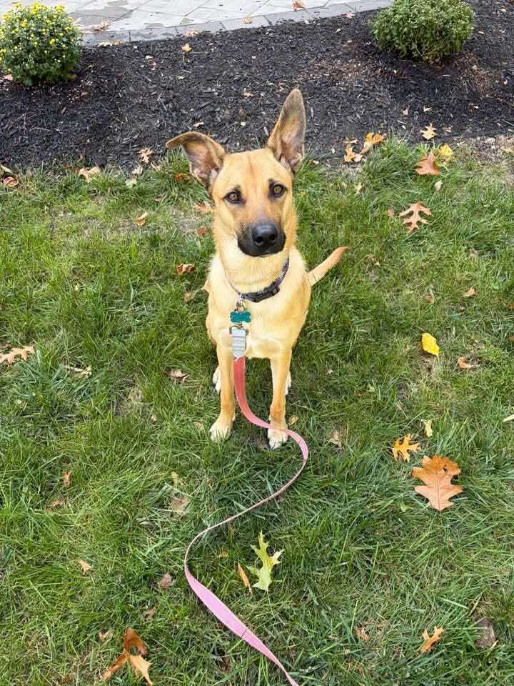 Daisy, Adoptable, Puppy Female Rhodesian Ridgeback & Black Mouth Cur.