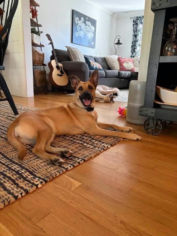 Enlarge Daisy, a Adoptable mixed breed in Norfolk, MA image 3/5