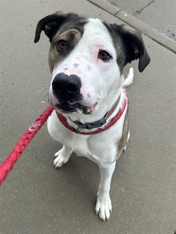 DROOLIUS CEASAR, Adoptable, Young Male Saint Bernard & Pit Bull Terrier.