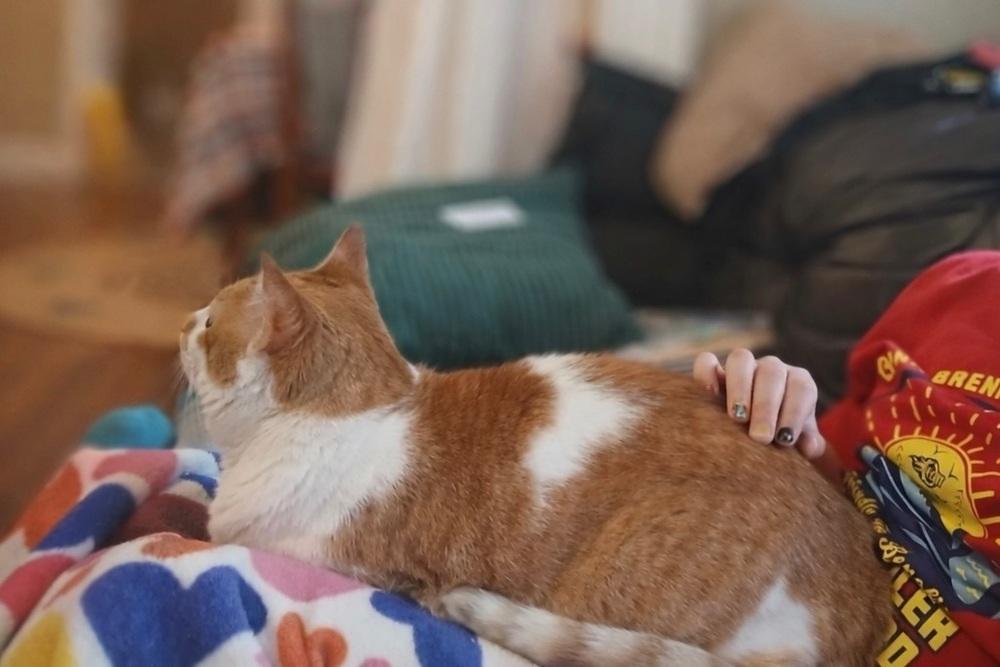 Mona, Adoptable, Senior Female Domestic Long Hair.