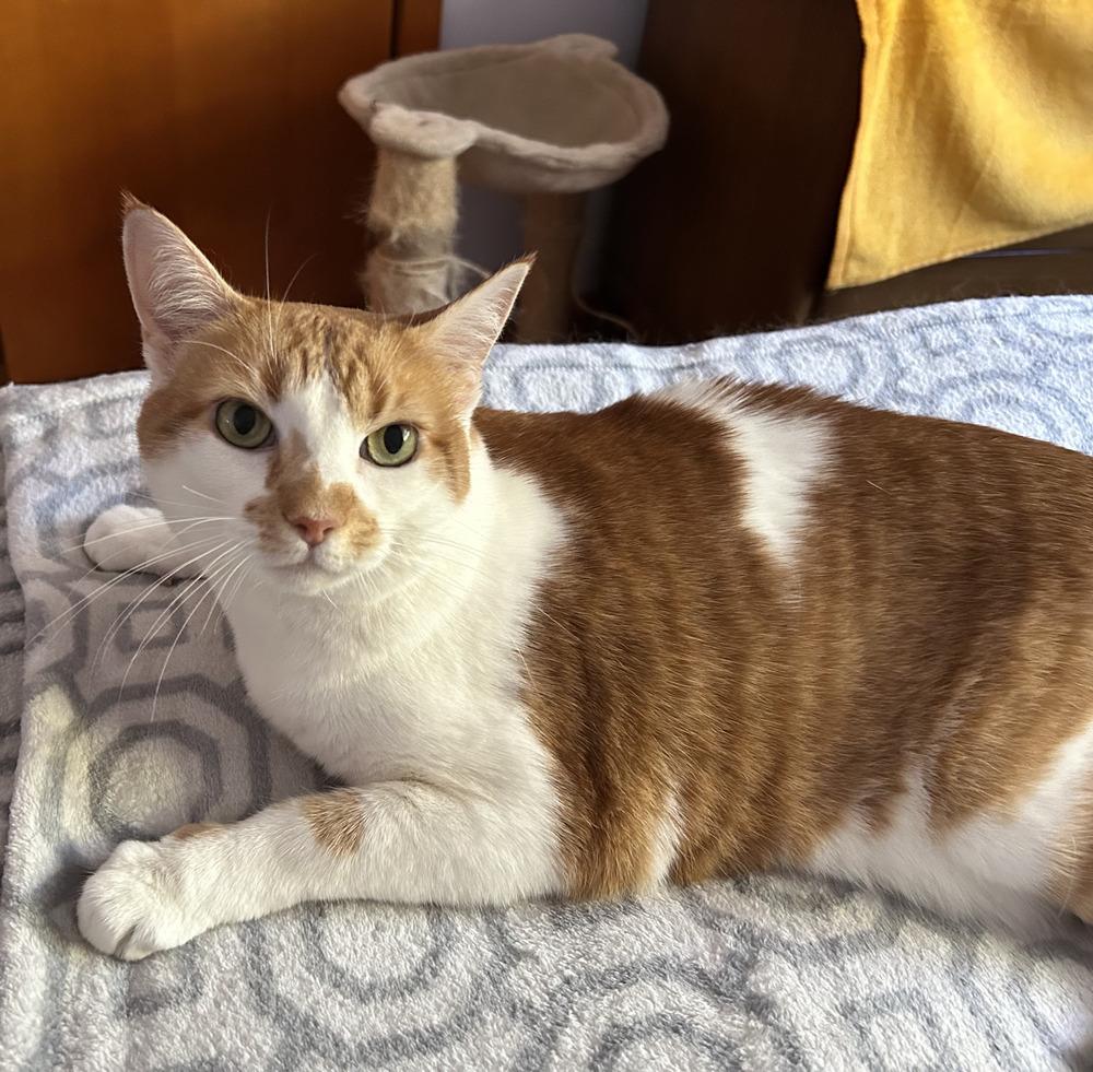 Enlarge Mona, a Adoptable Domestic Long Hair in Westwood, NJ image 1/5