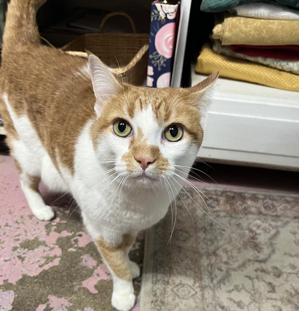 Mona, Adoptable, Senior Female Domestic Long Hair.