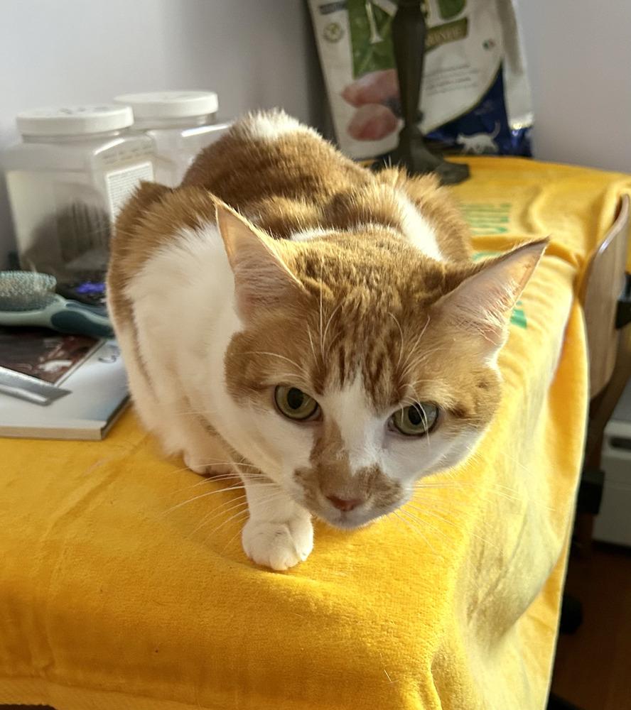 Enlarge Mona, a Adoptable Domestic Long Hair in Westwood, NJ image 5/5