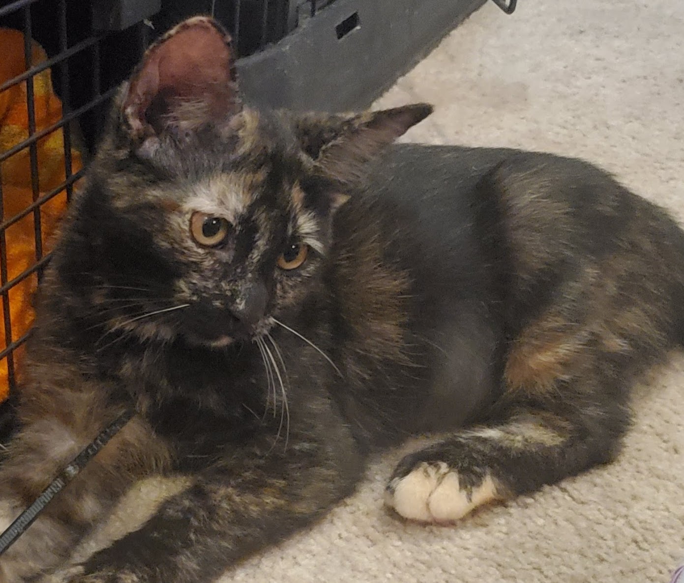 Enlarge Louise, a Adoptable Domestic Short Hair in Philadelphia, PA image 1/6