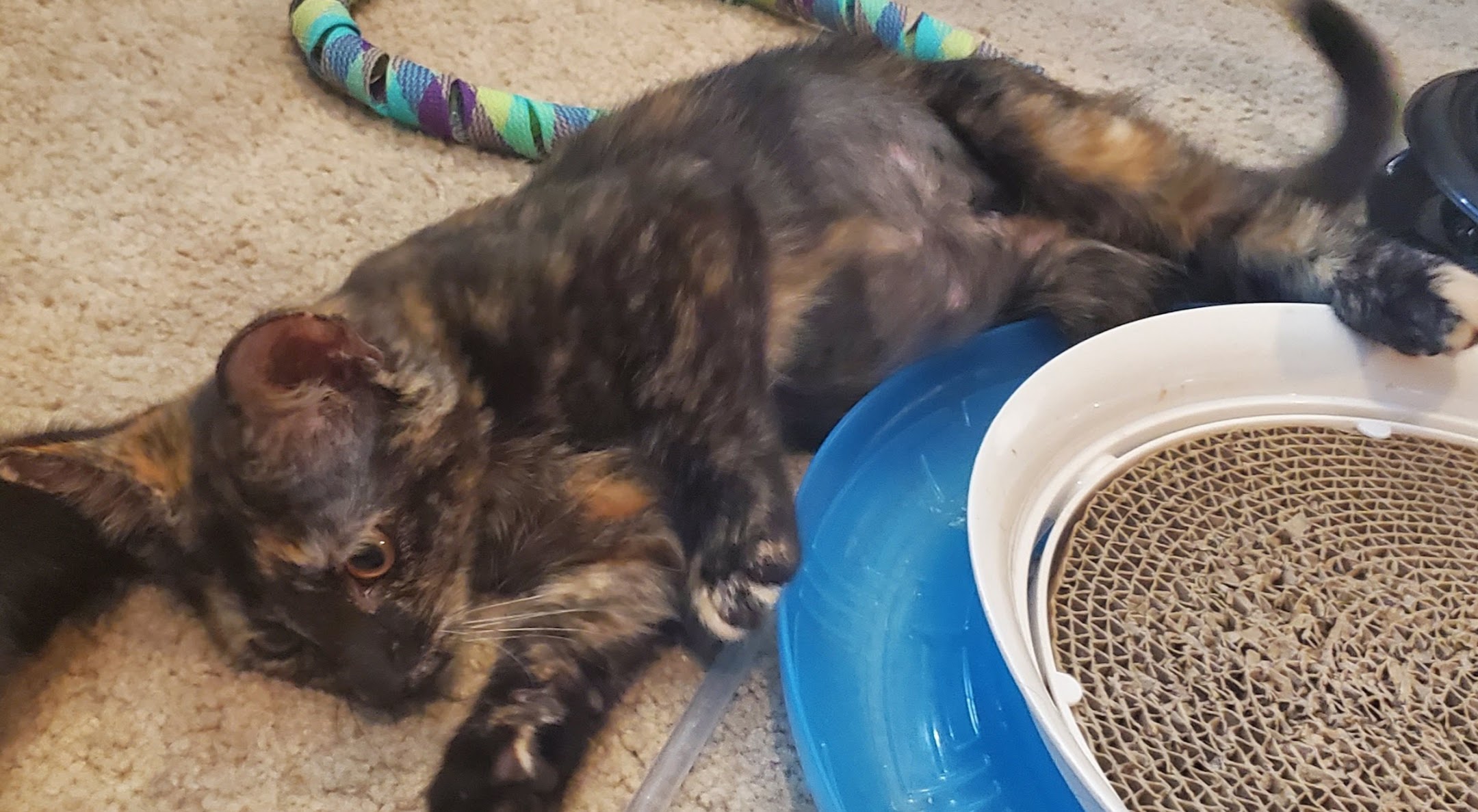 Enlarge Louise, a Adoptable Domestic Short Hair in Philadelphia, PA image 2/6