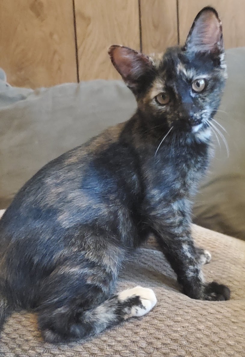 Enlarge Louise, a Adoptable Domestic Short Hair in Philadelphia, PA image 3/6