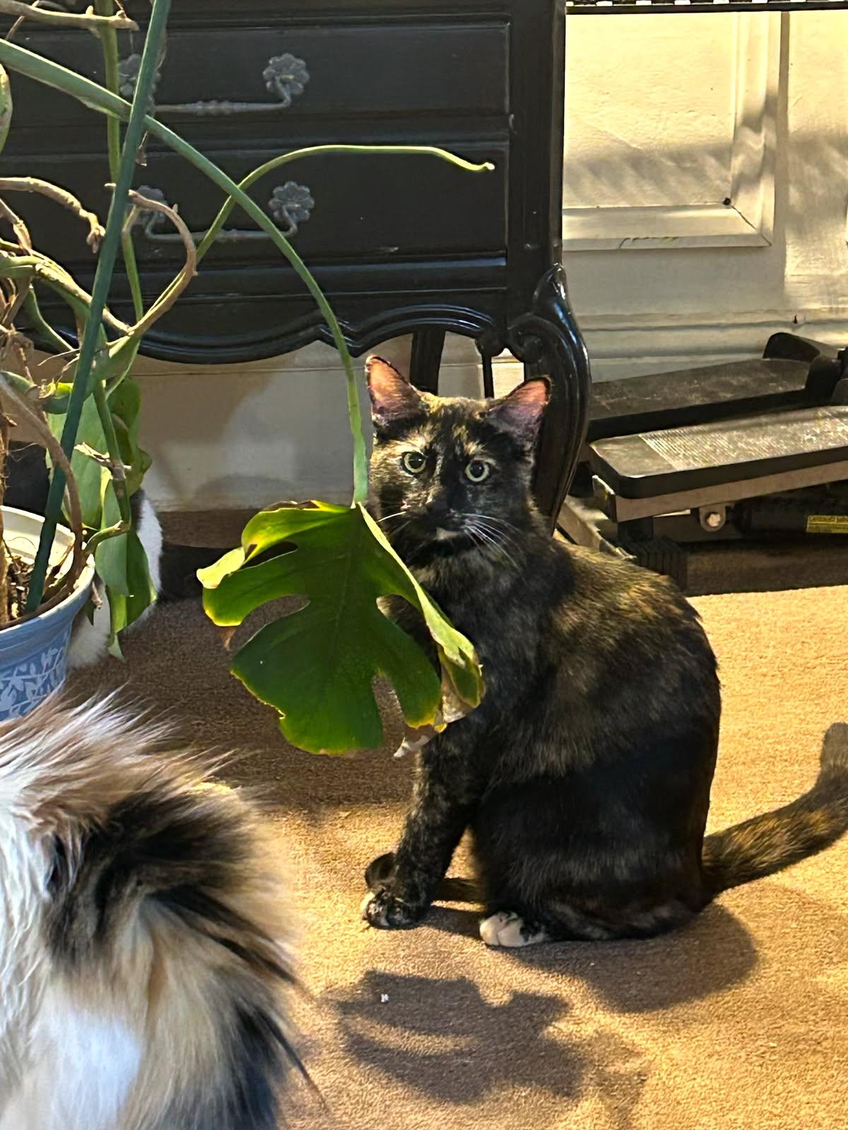 Enlarge Louise, a Adoptable Domestic Short Hair in Philadelphia, PA image 4/6