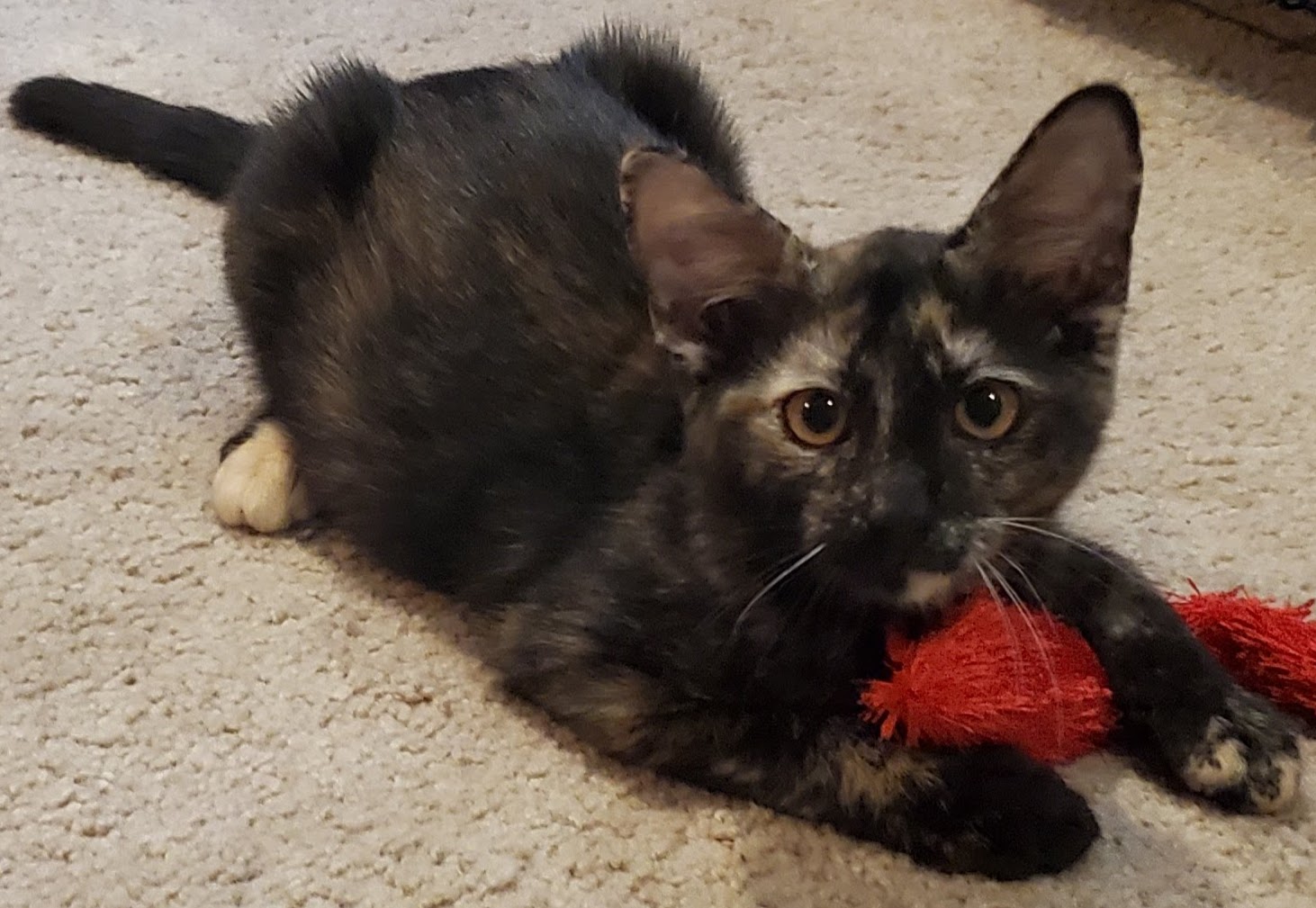 Enlarge Louise, a Adoptable Domestic Short Hair in Philadelphia, PA image 5/6