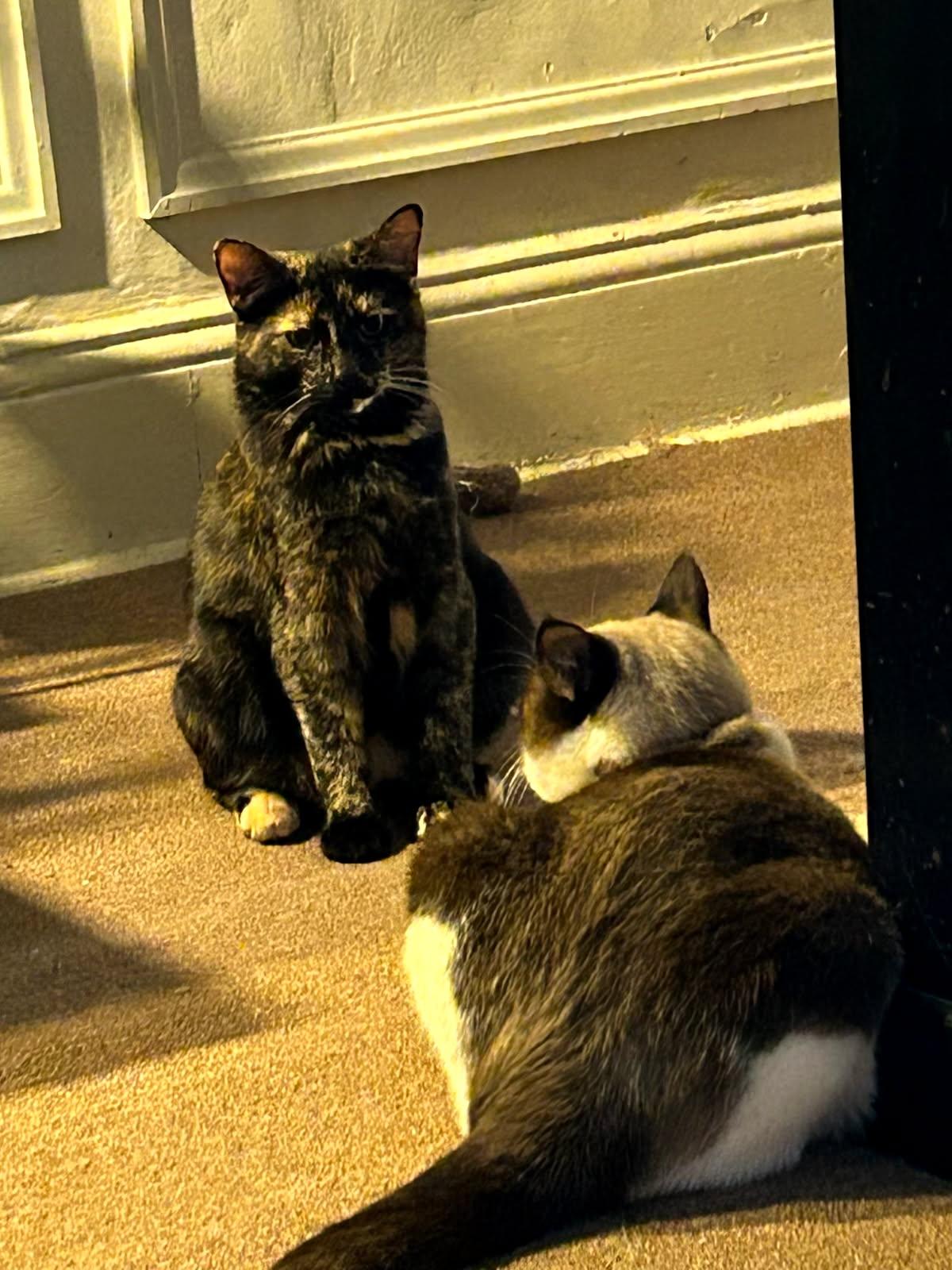 Enlarge Louise, a Adoptable Domestic Short Hair in Philadelphia, PA image 6/6