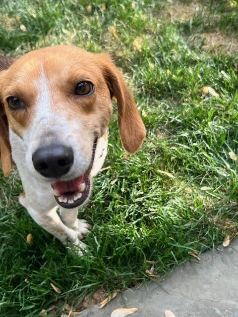 Enlarge Ms. Wiggs, a ADOPTABLE Foxhound in Media, PA image 4/4