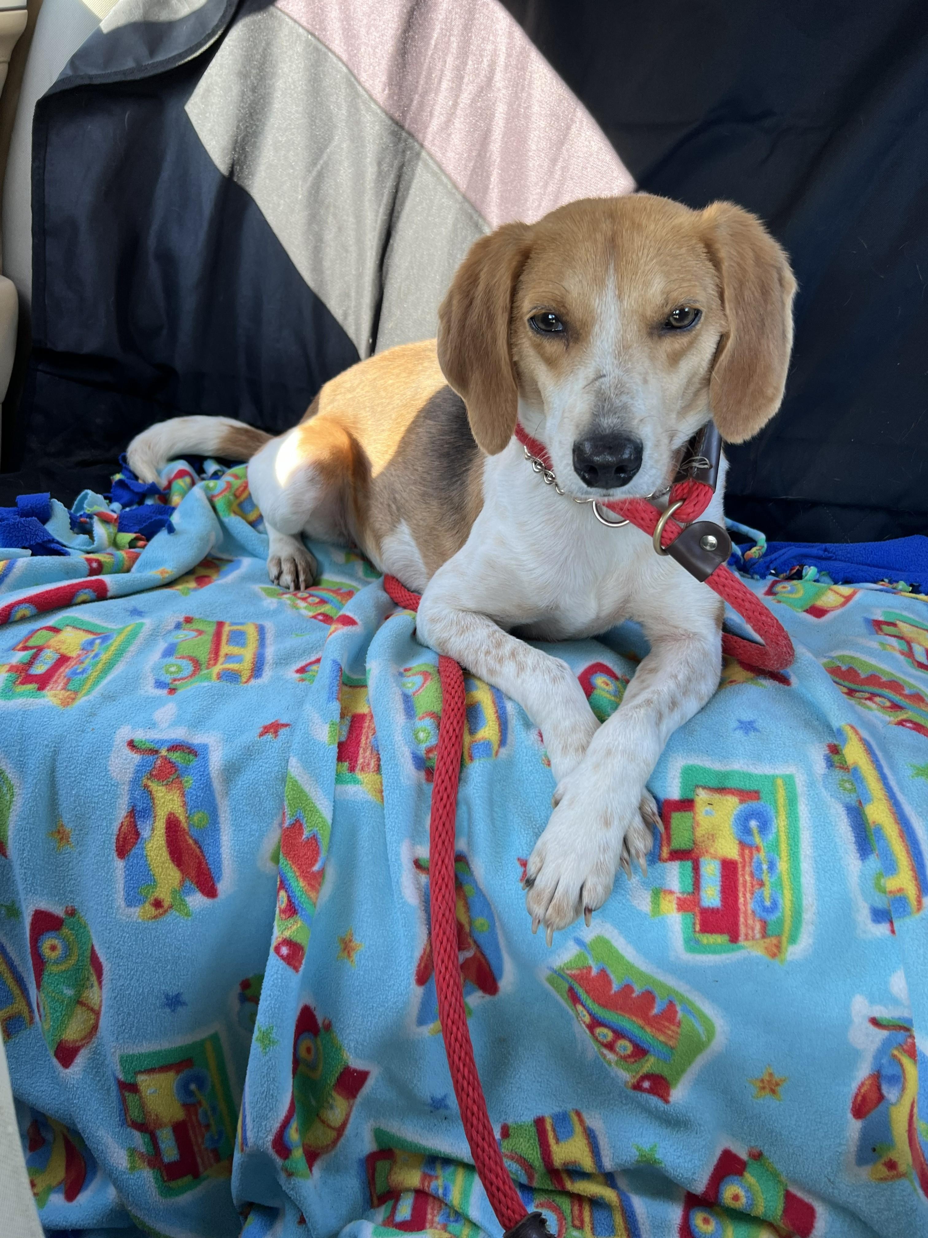 Enlarge Ms. Wiggs, a ADOPTABLE Foxhound in Media, PA image 3/4