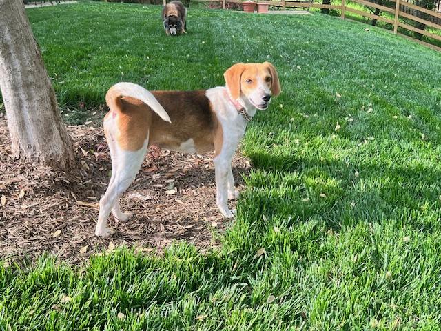 Enlarge Ms. Wiggs, a ADOPTABLE Foxhound in Media, PA image 2/4