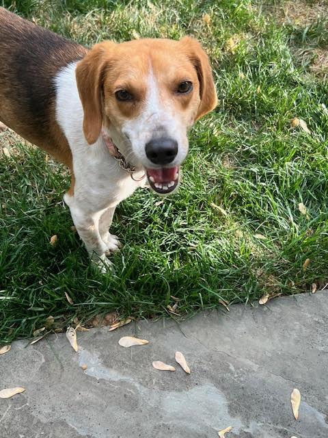 Enlarge Ms. Wiggs, a ADOPTABLE Foxhound in Media, PA image 1/4
