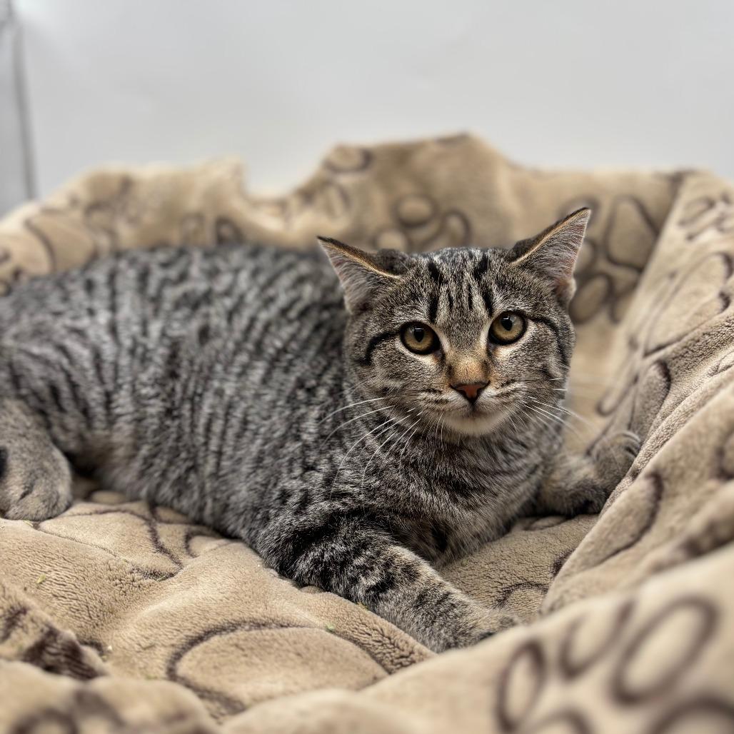Enlarge Goatee--In Foster, a Adoptable Domestic Short Hair in Fargo, ND image 1/1