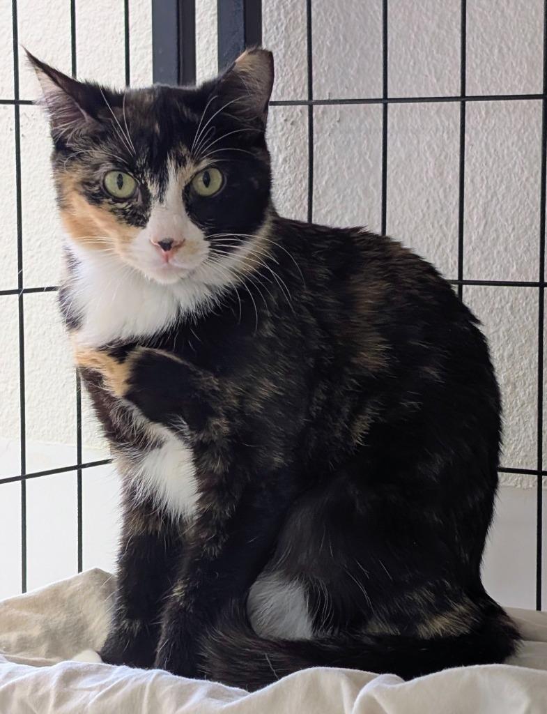 Divine, Adoptable, Kitten Female Domestic Short Hair.