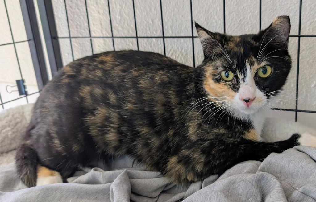 Enlarge Divine, a Adoptable mixed breed in Peoria, AZ image 2/3