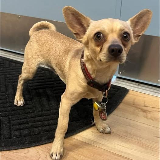 Enlarge 26-1286 BJ, a Adoptable Chihuahua in Los Banos, CA image 1/1