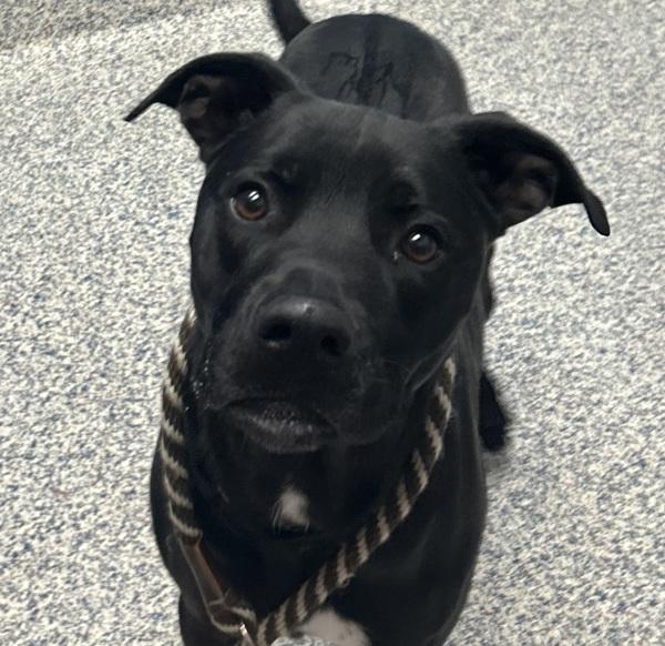 King, Adoptable, Adult Male Labrador Retriever.