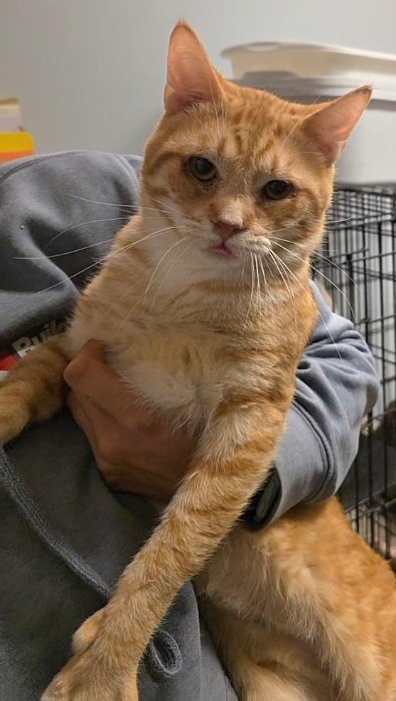 Conan, Adoptable, Young Male Domestic Short Hair.