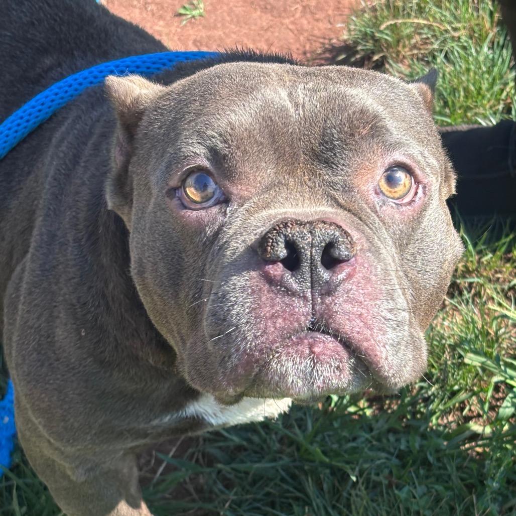 Porky Pig, Adoptable, Adult Male Mixed Breed & Pit Bull Terrier.