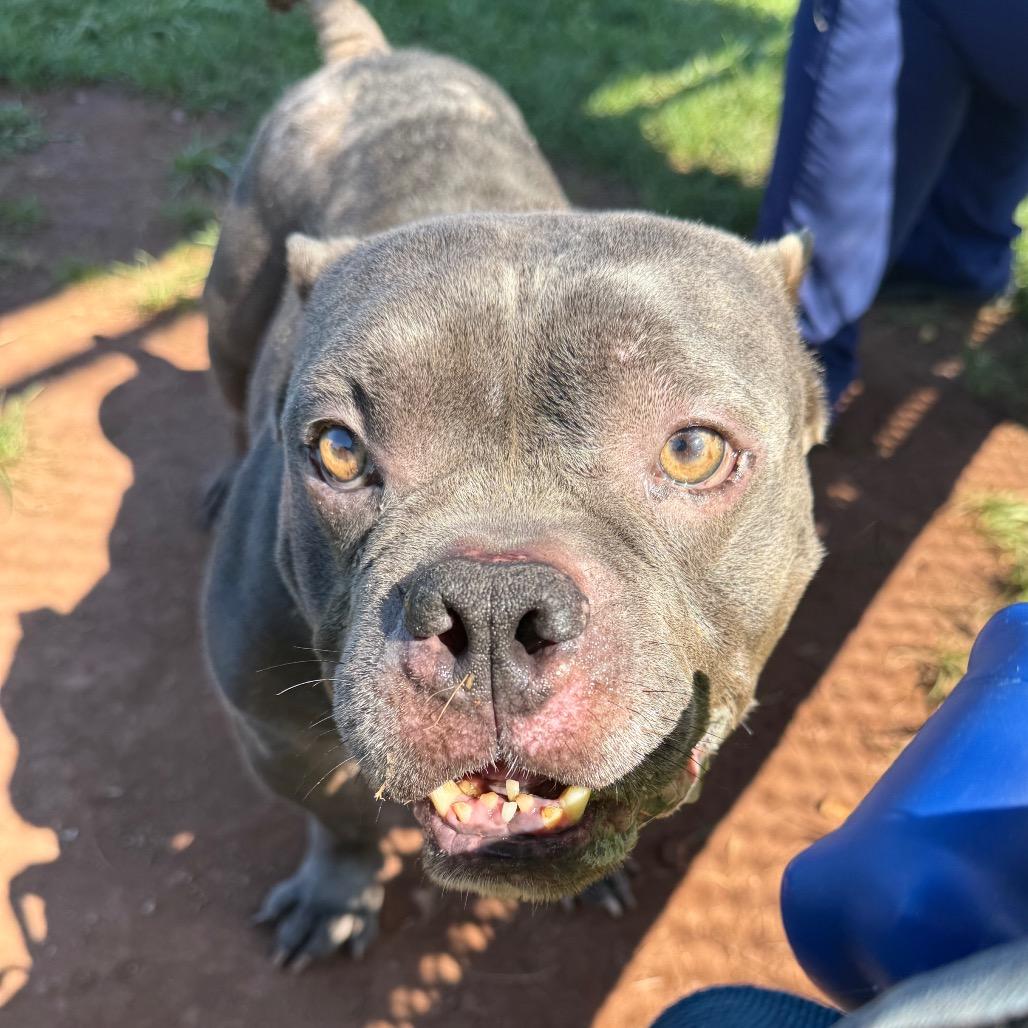 Porky Pig, a Adoptable mixed breed in York, PA image 2/6