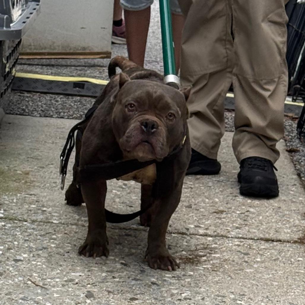 Porky Pig, a Adoptable mixed breed in York, PA image 4/6