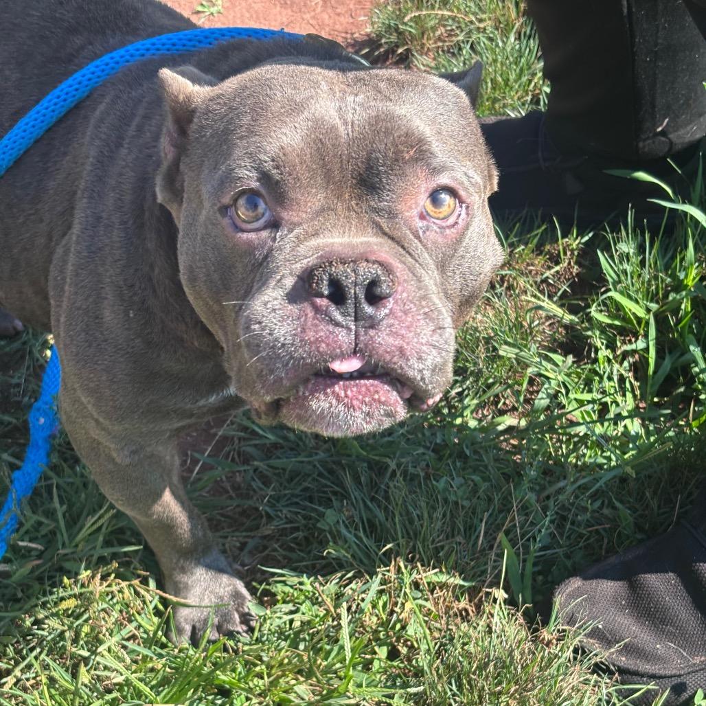 Porky Pig, a Adoptable mixed breed in York, PA image 5/6