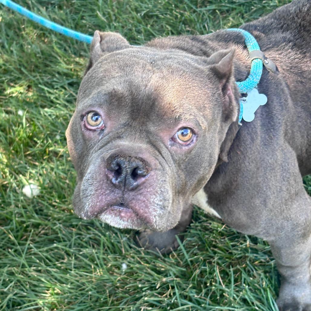 Porky Pig, a Adoptable mixed breed in York, PA image 6/6