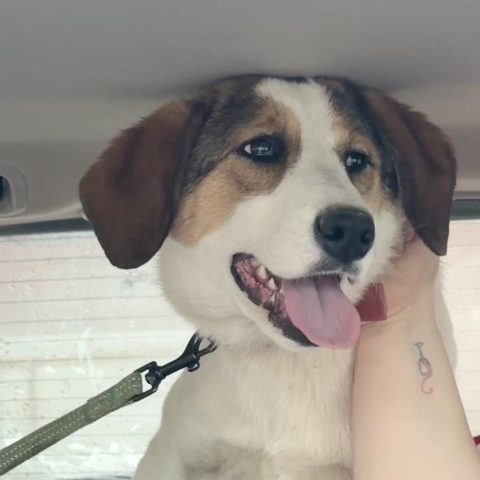 Layla, a ADOPTABLE mixed breed in Morristown, NJ image 5/6