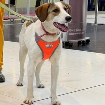 Layla, a ADOPTABLE mixed breed in Morristown, NJ image 3/6