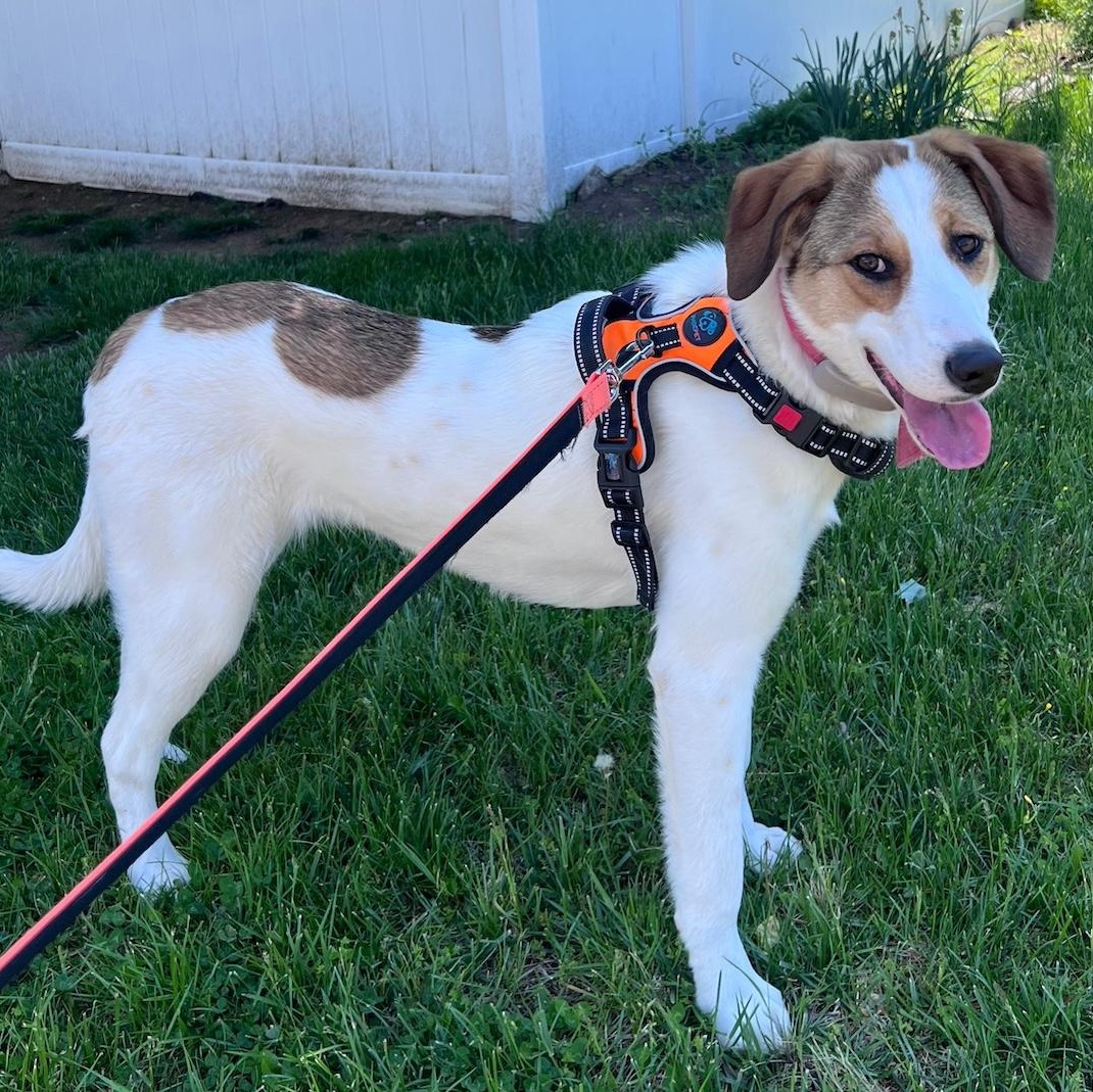 Layla, a ADOPTABLE mixed breed in Morristown, NJ image 4/6