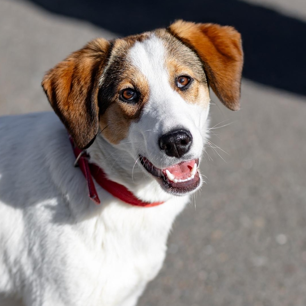 Layla, ADOPTABLE, Young Female Labrador Retriever & Beagle.