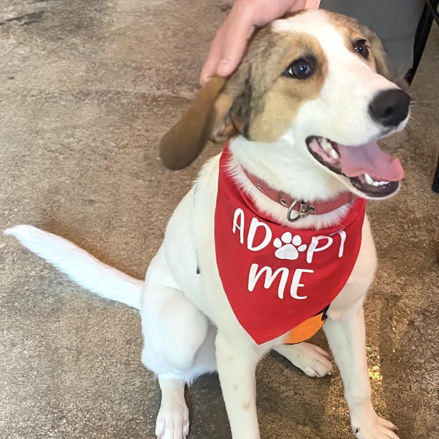 Layla, a ADOPTABLE mixed breed in Morristown, NJ image 2/6